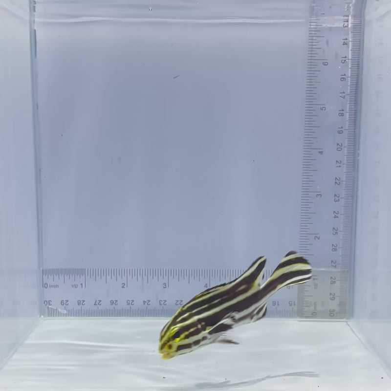 Striped Sweetlips Fish