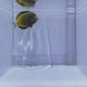 Powder Brown Tang Fish