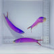 Purple Tile Fish Trio