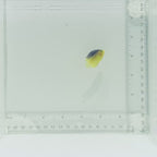 Captive-Bred Colin's Angelfish