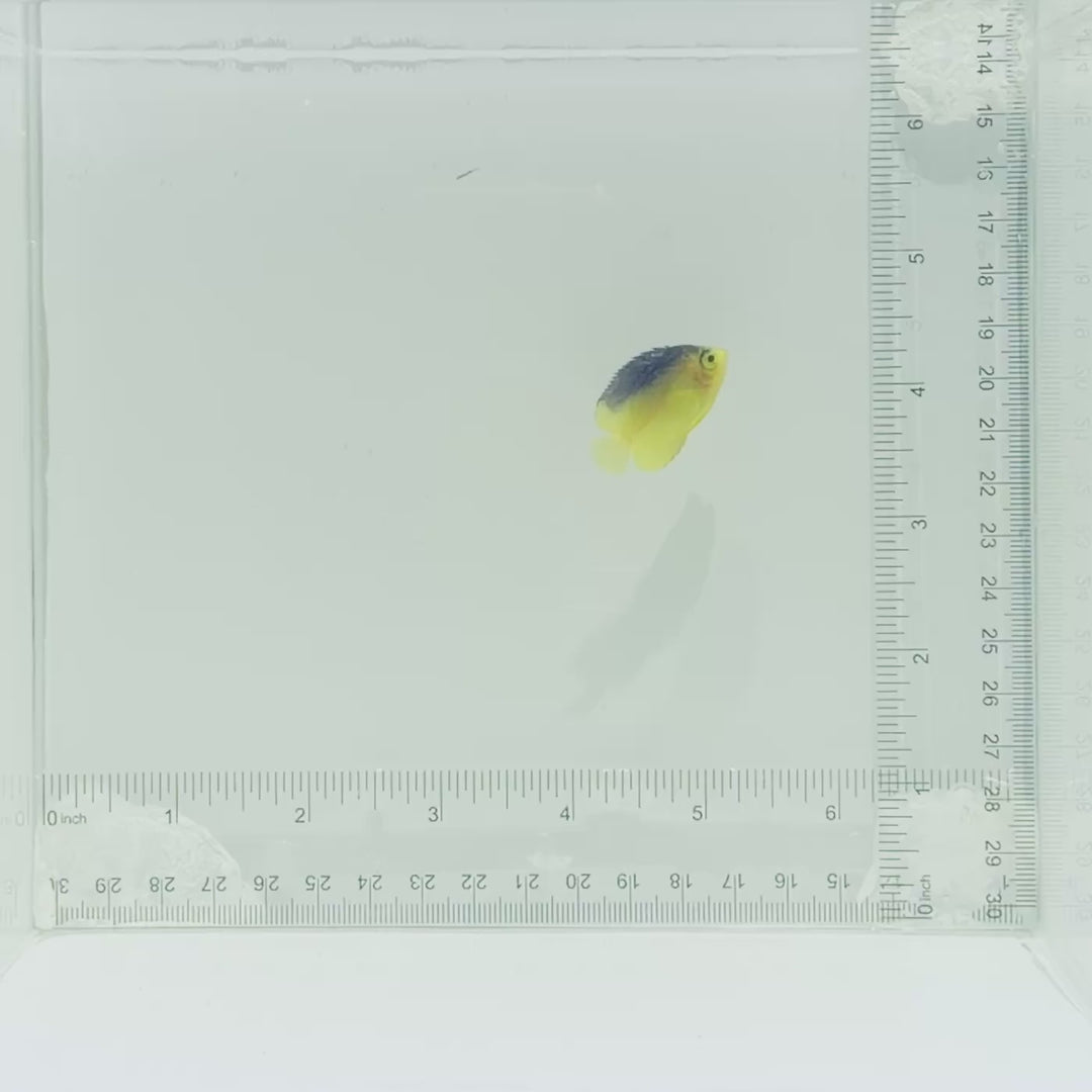 Captive-Bred Colin's Angelfish
