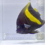 Maculosus Angelfish