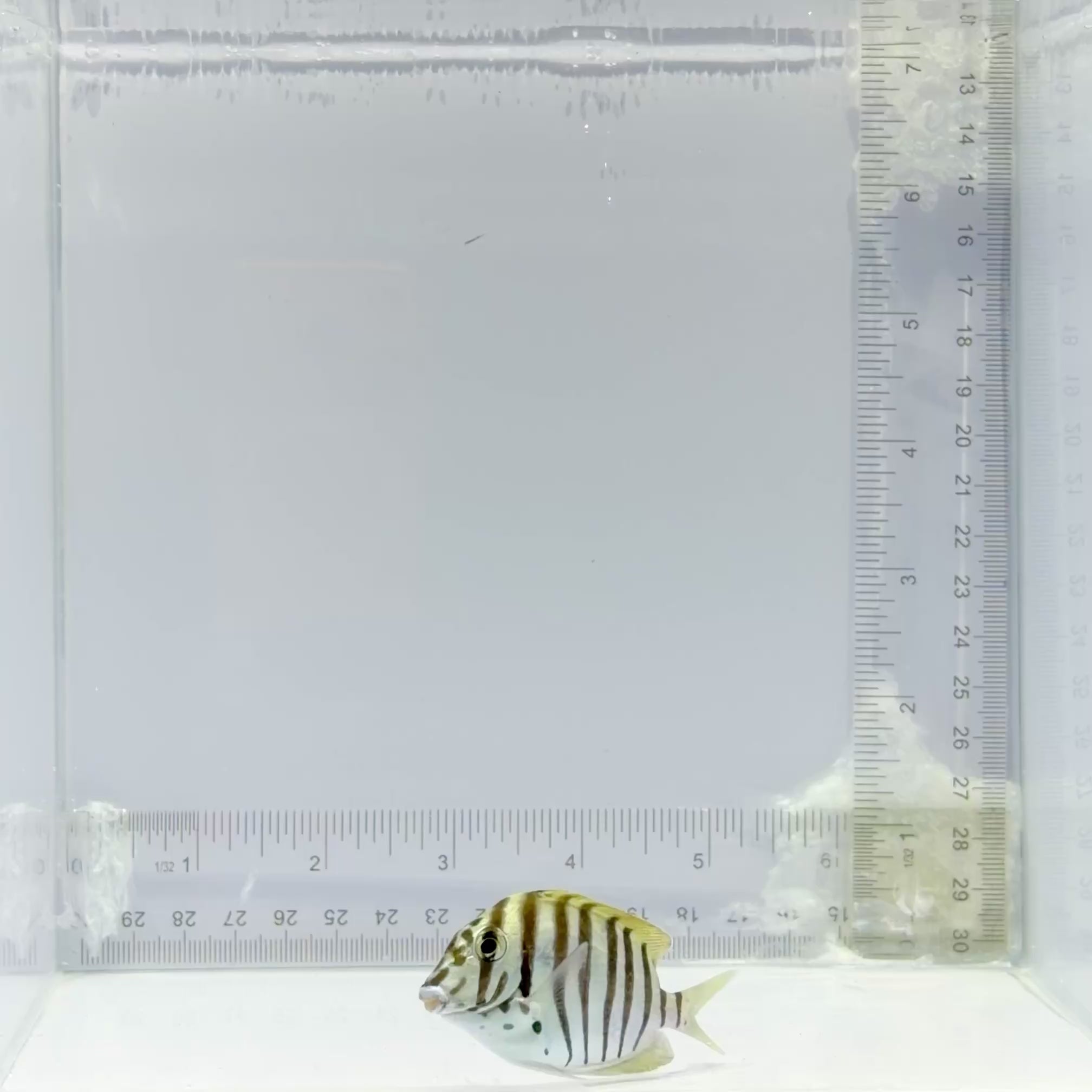 Zebra Tang