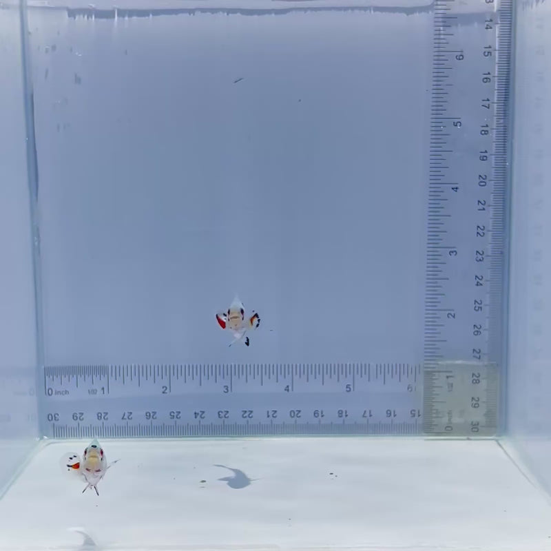 Super Storm Pair Clownfish