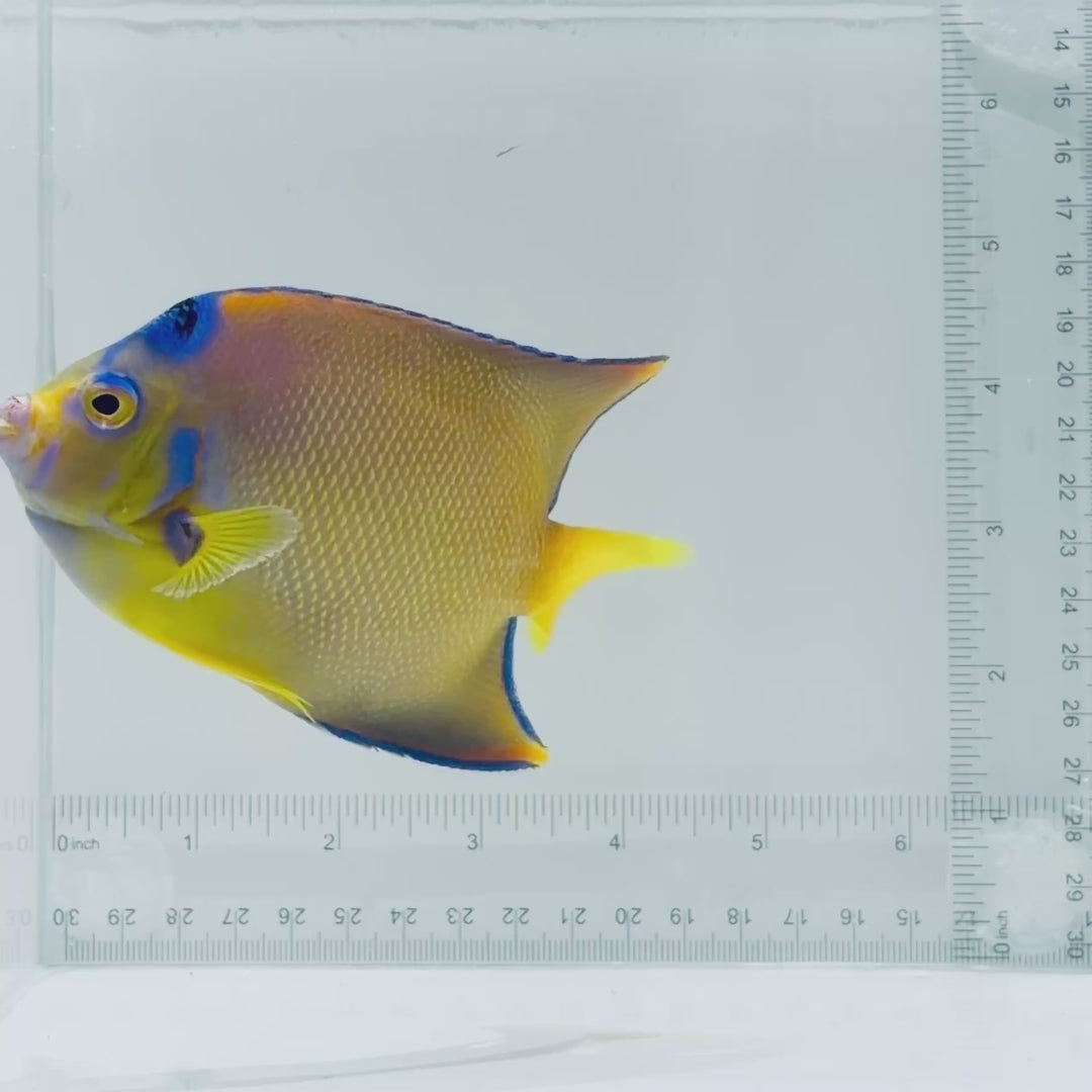 Queen Angelfish