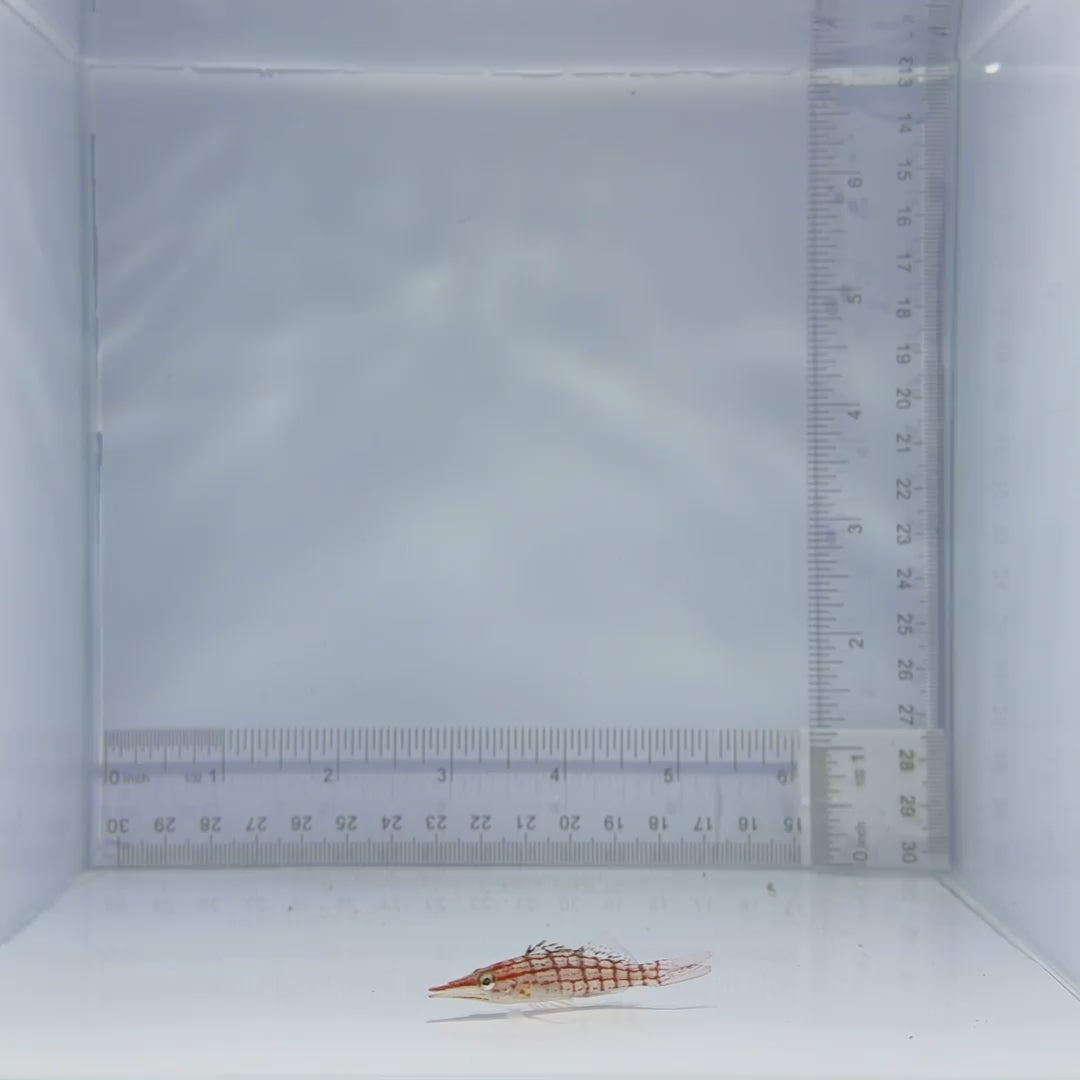 Longnose Hawkfish - Oxycirrhites typus