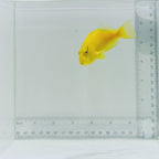 Golden Hawkfish-Tahiti