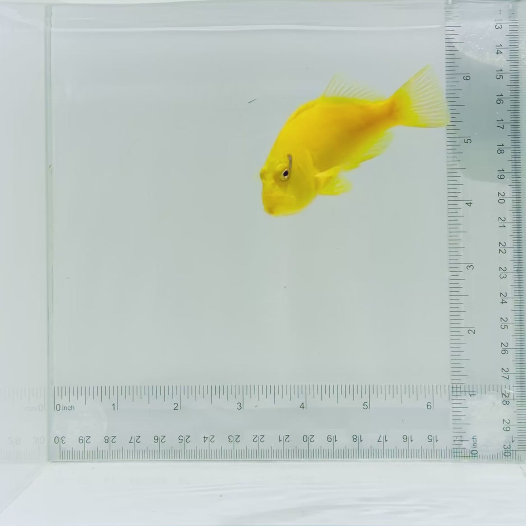Golden Hawkfish-Tahiti