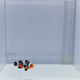 Premium Mocha Gladiator/DaVinci Clown Fish