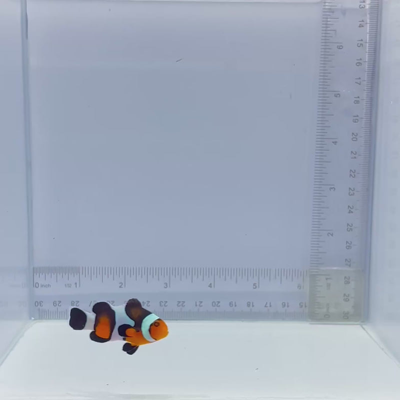 Premium Mocha Gladiator/DaVinci Clown Fish