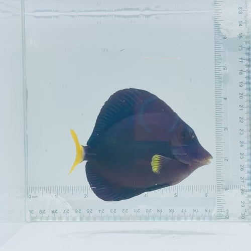Purple Tang