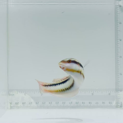 Slippery Dick Wrasse