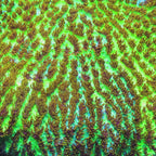 TSA Gamma Knife Hydnophora Coral
