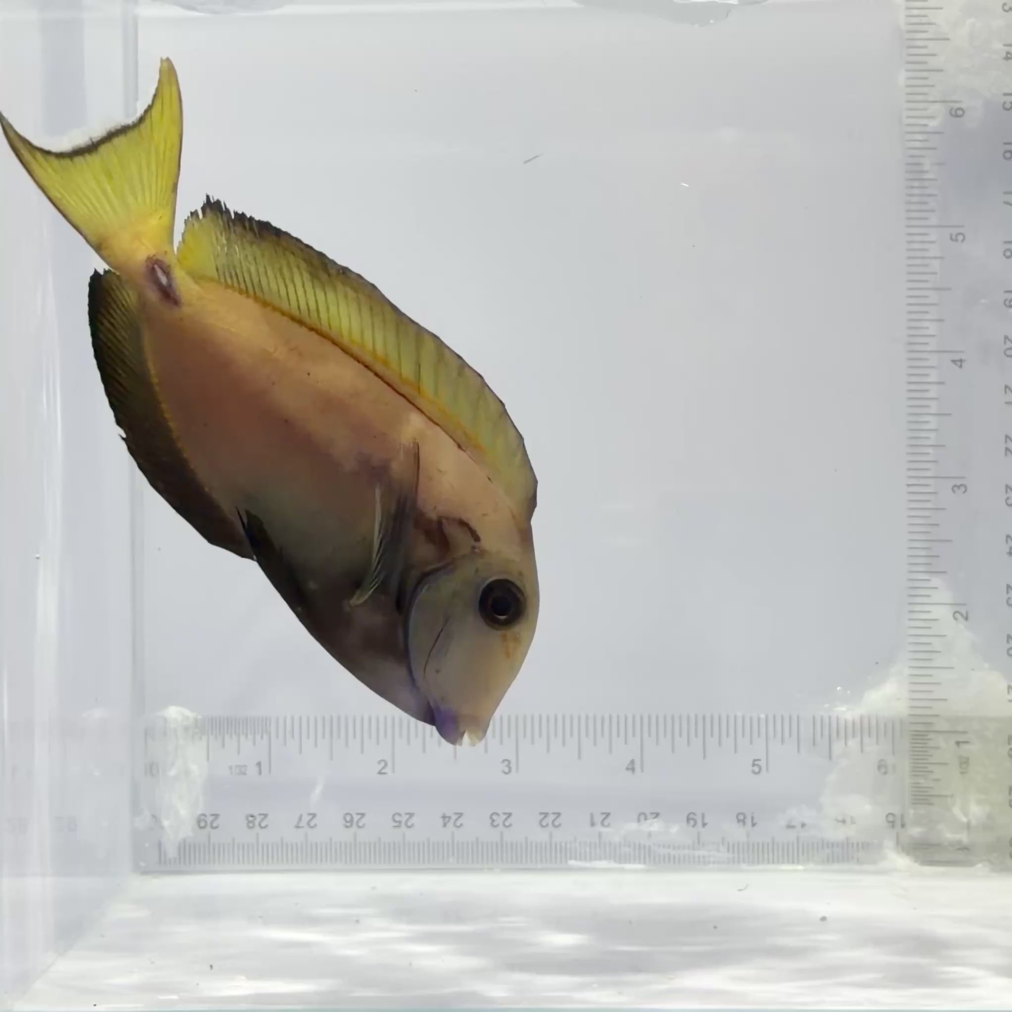 Hybrid Lieutenant x Orange Shoulder Tang