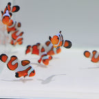 Premium Gladiator Clownfish - Amphiprion ocellaris