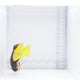 Bicolor(Fiji) Foxface Fish