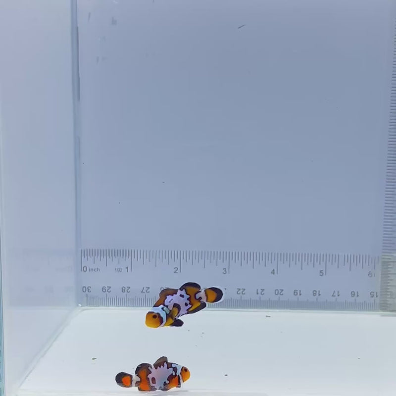 Bullet Hole Pair Clownfish