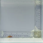 Cryptic Six Line Wrasse