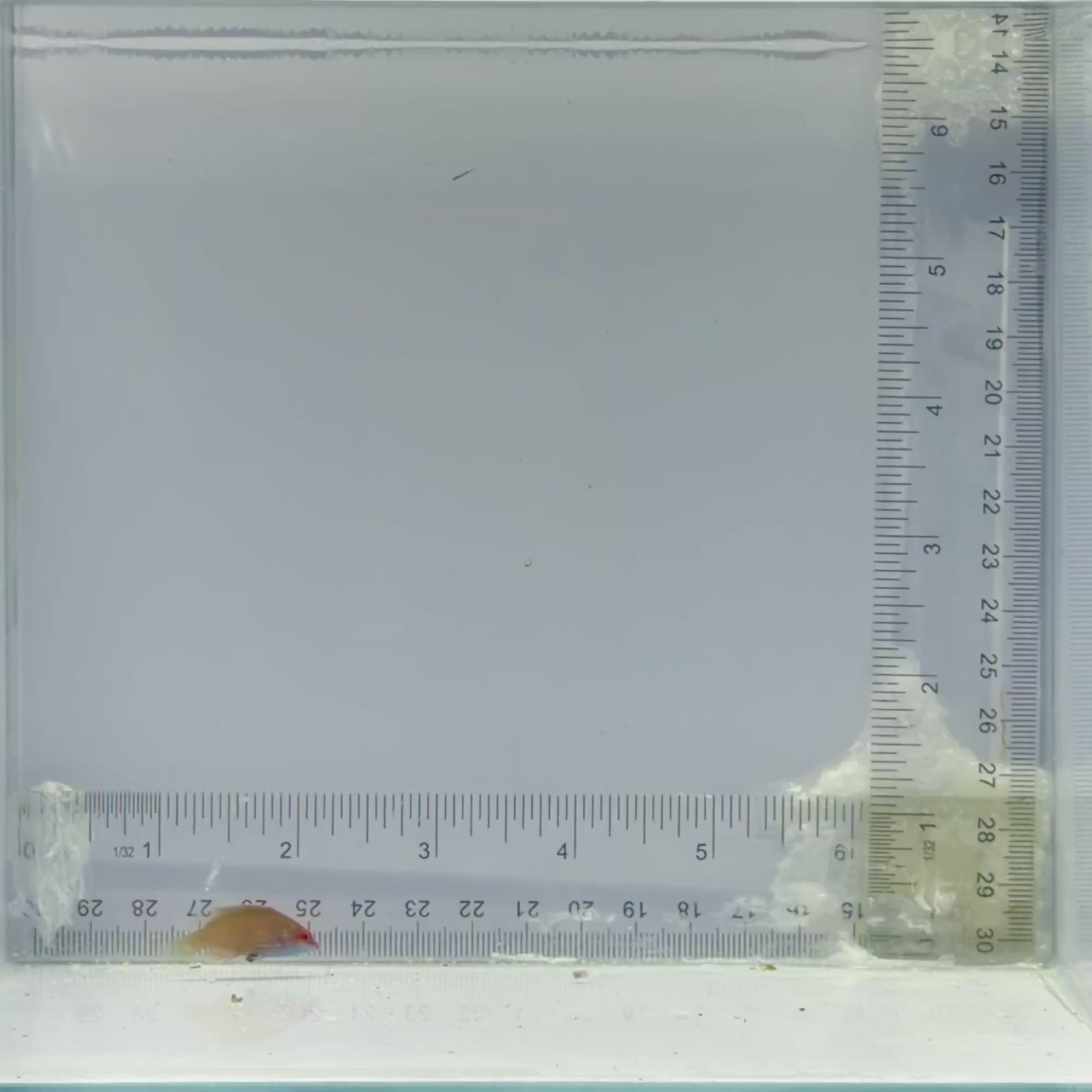 Cryptic Six Line Wrasse