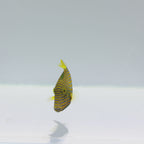 Undulate Triggerfish - Balistapus undulatus