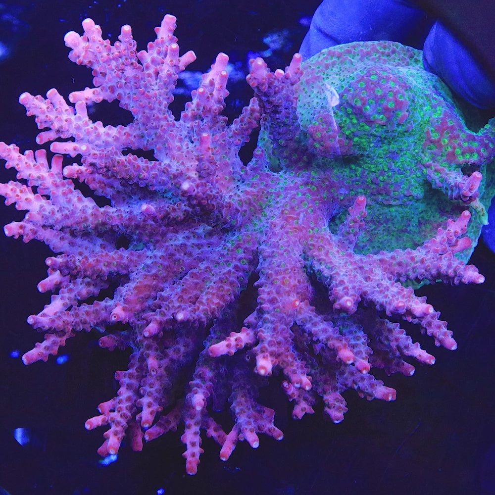 TSA Tesla Acropora Coral