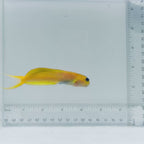 Midas Blenny