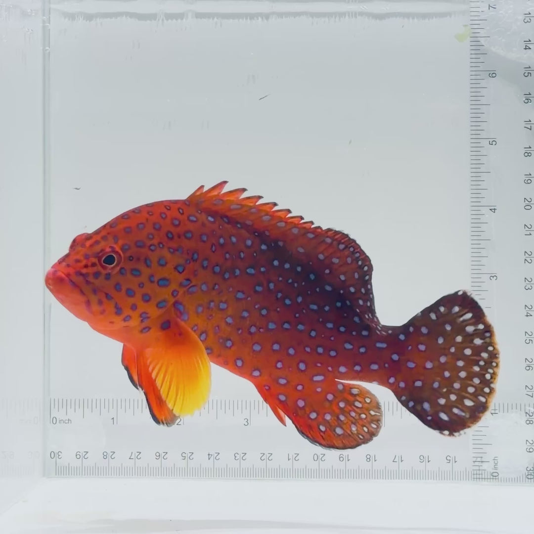 Miniatus Grouper Fish