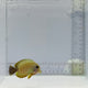 Mimic Eibli Tang Fish - Acanthurus tristis