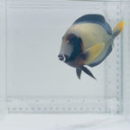Mimic Lemonpeel Tang Fish – Acanthurus pyroferus