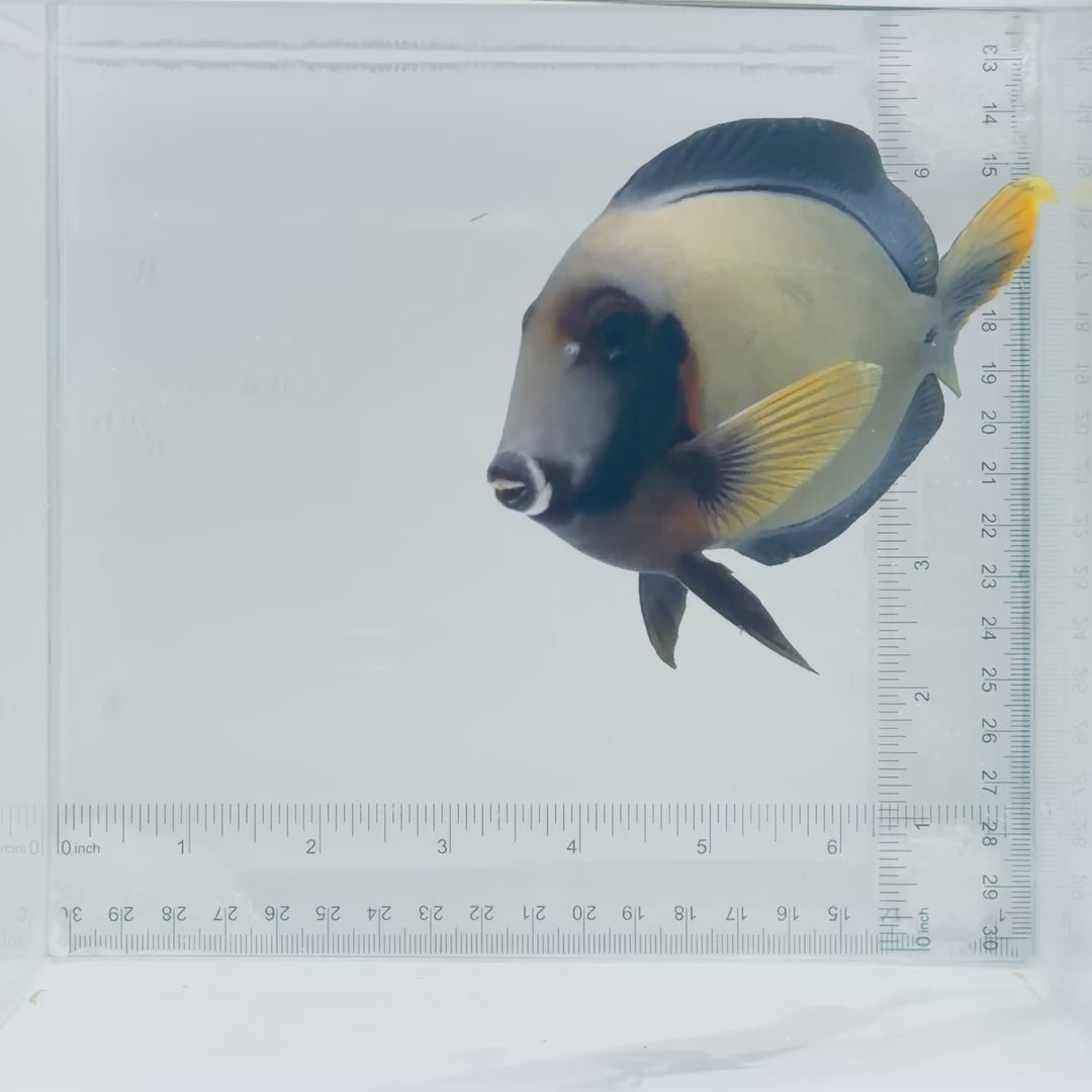 Mimic Lemonpeel Tang Fish – Acanthurus pyroferus