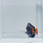 Achilles Tang