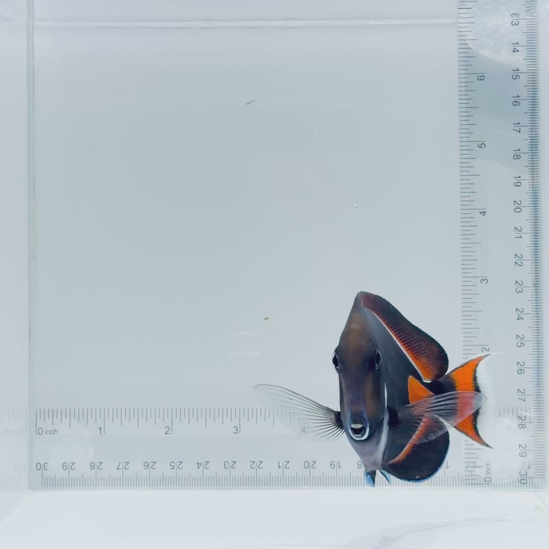 Achilles Tang