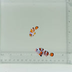 Orange Storm Clownfish Pair
