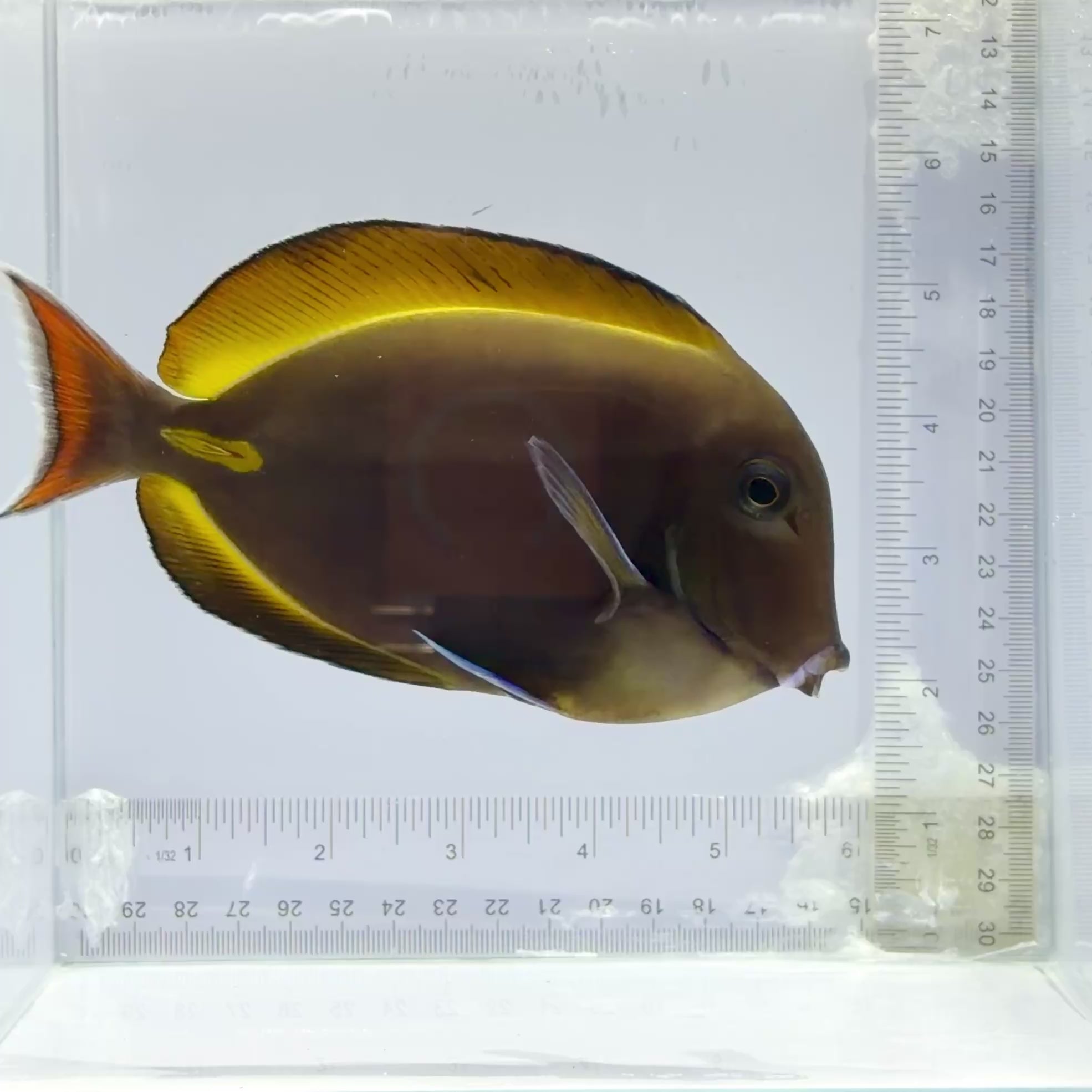 Hybrid Achilles X White Cheek Tang