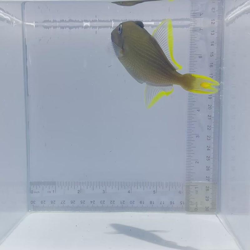 Blue Jaw(Throat) Trigger Fish Male