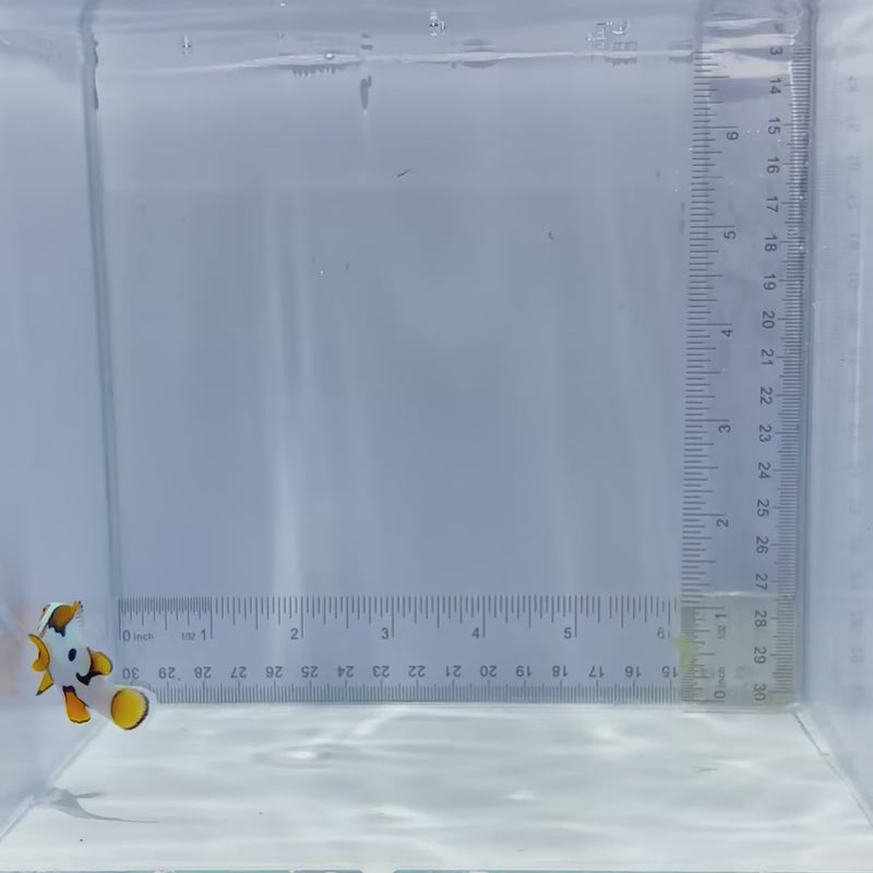 Bali Aquarich Black Helmet Picasso Clownfish
