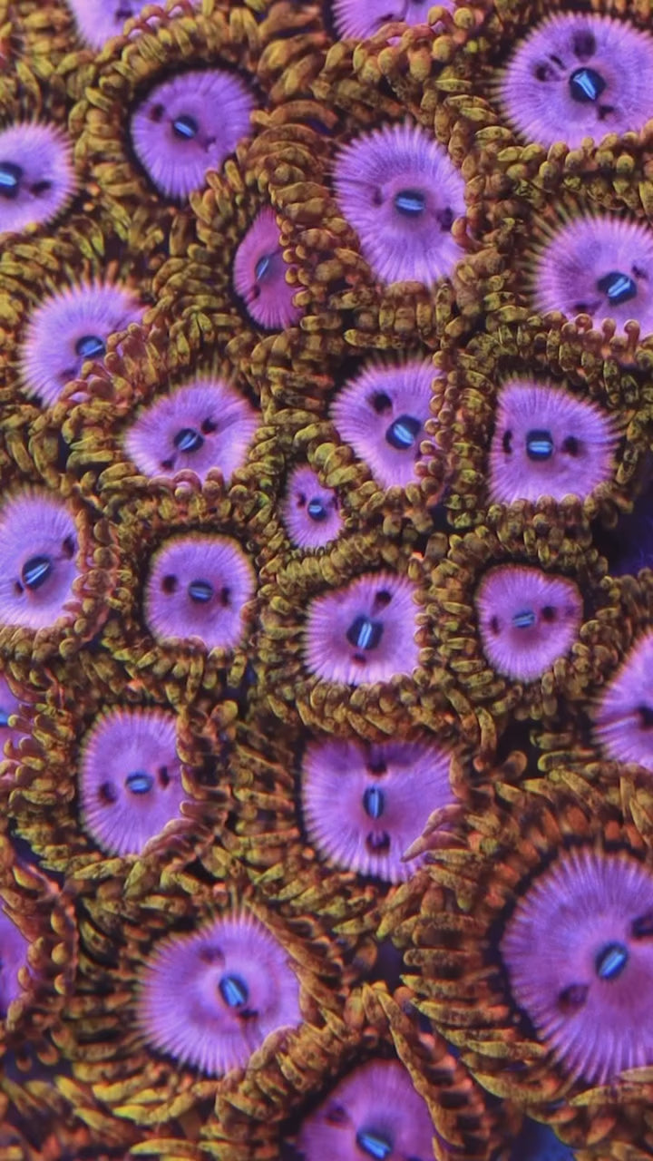 TSA Chemically Altered Zoanthids Coral