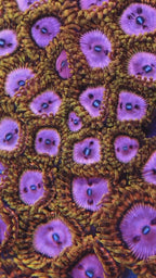 TSA Chemically Altered Zoanthids Coral