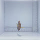 True Hawaiian Yellow-Eye Kole Tang Fish
