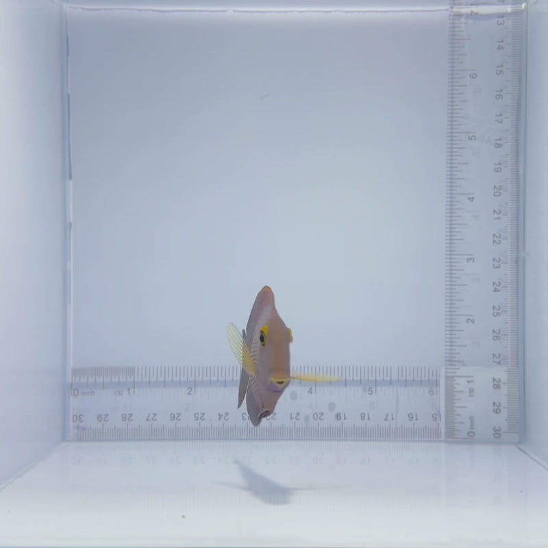True Hawaiian Yellow-Eye Kole Tang Fish
