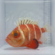 Japanese Bigeye Catalufa