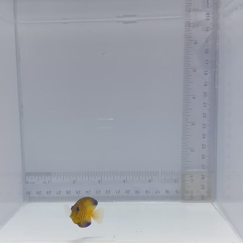 Chevron Tang (Ctenochaetus hawaiiensis)