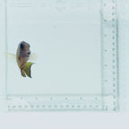Two Spot Bristletooth Tang