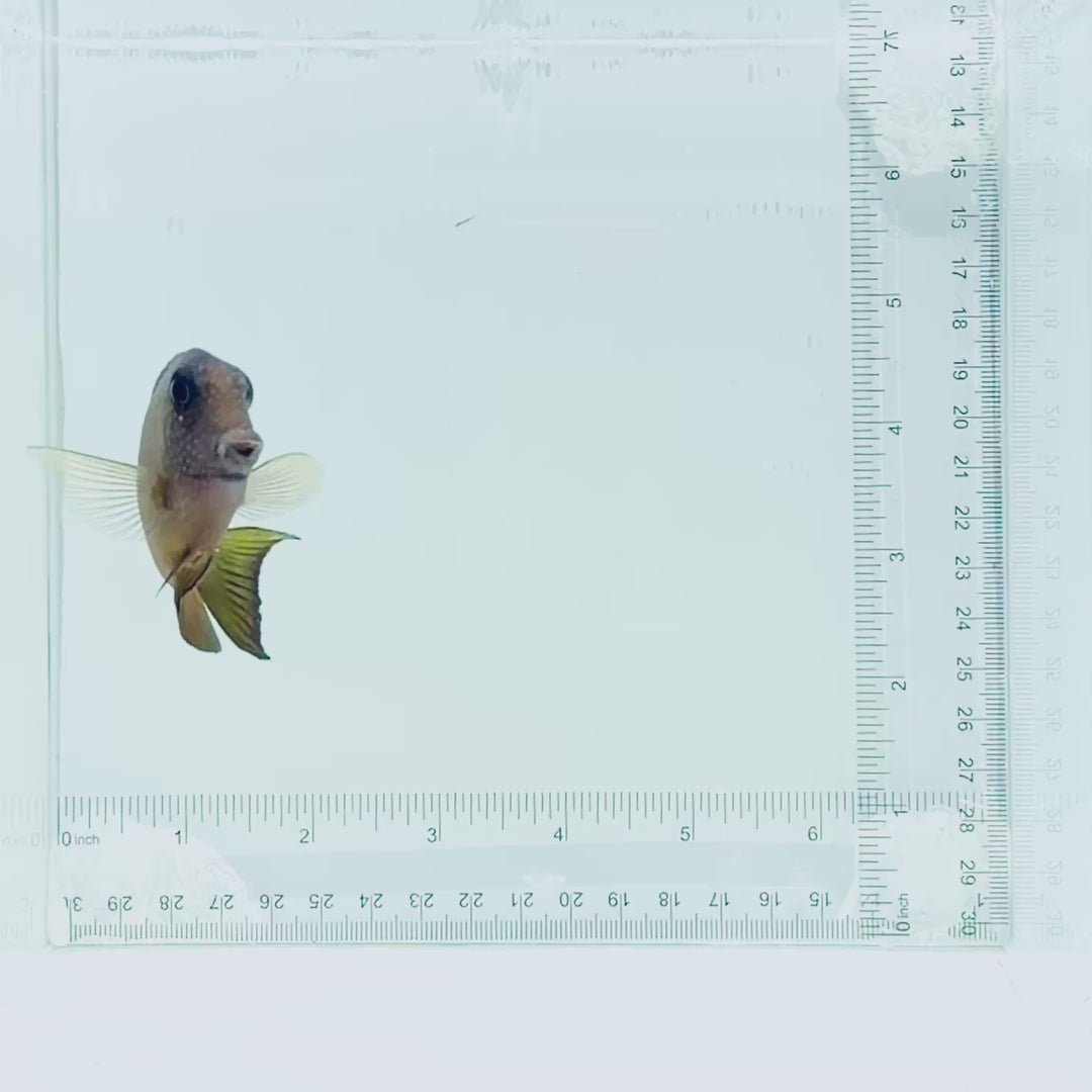 Two Spot Bristletooth Tang