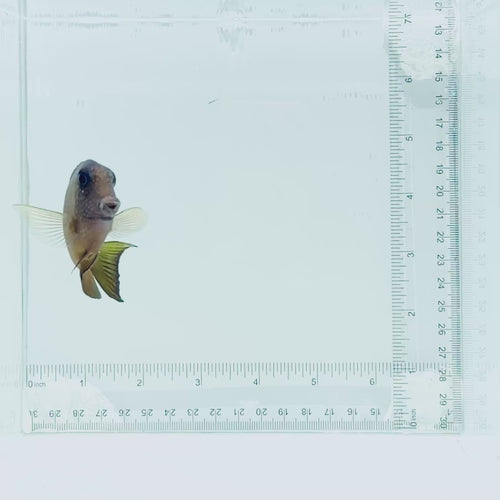 Two Spot Bristletooth Tang