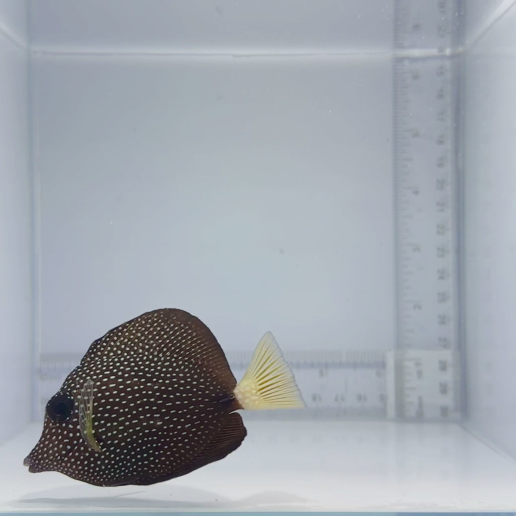 Gem Tang - Zebrasoma gemmatum