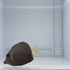 Gem Tang - Zebrasoma gemmatum