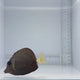 Gem Tang Fish
