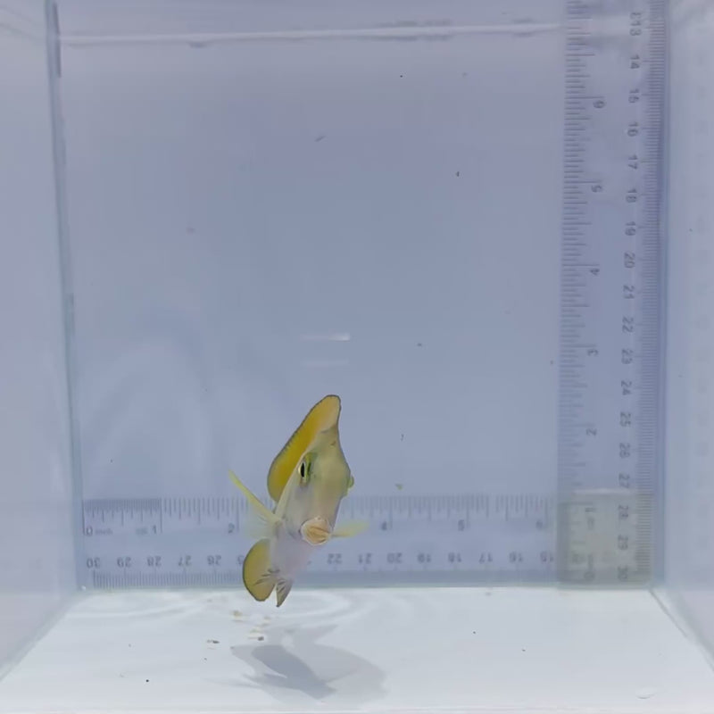 Bariene Tang (Acanthurus bariene)