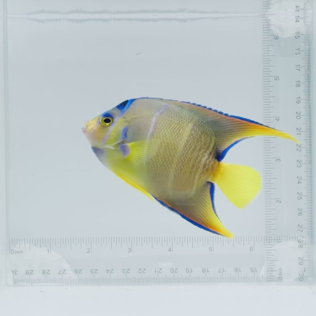 Blue Angelfish